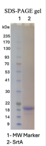 Recombinant Sortase A - 5M